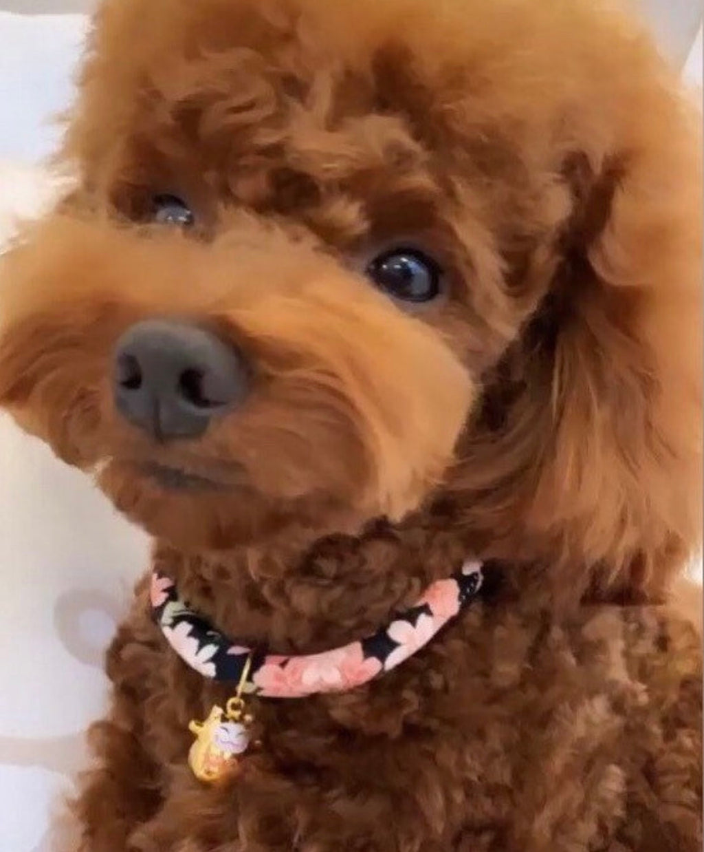 Navy Blue Cotton collar For CATS & DOGS 🌸Japanese style collar🎌Handmade Pets Collar and Pets bell~Sakura Handmade🎏-2